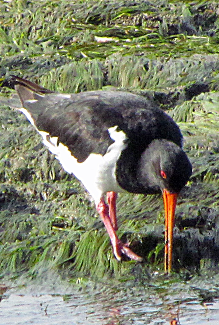 South Island Oystercatcher - ML645689013