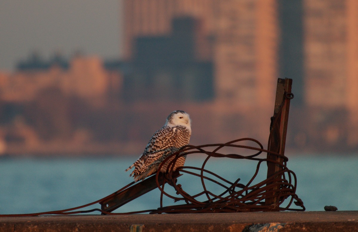 Snowy Owl - ML645689021
