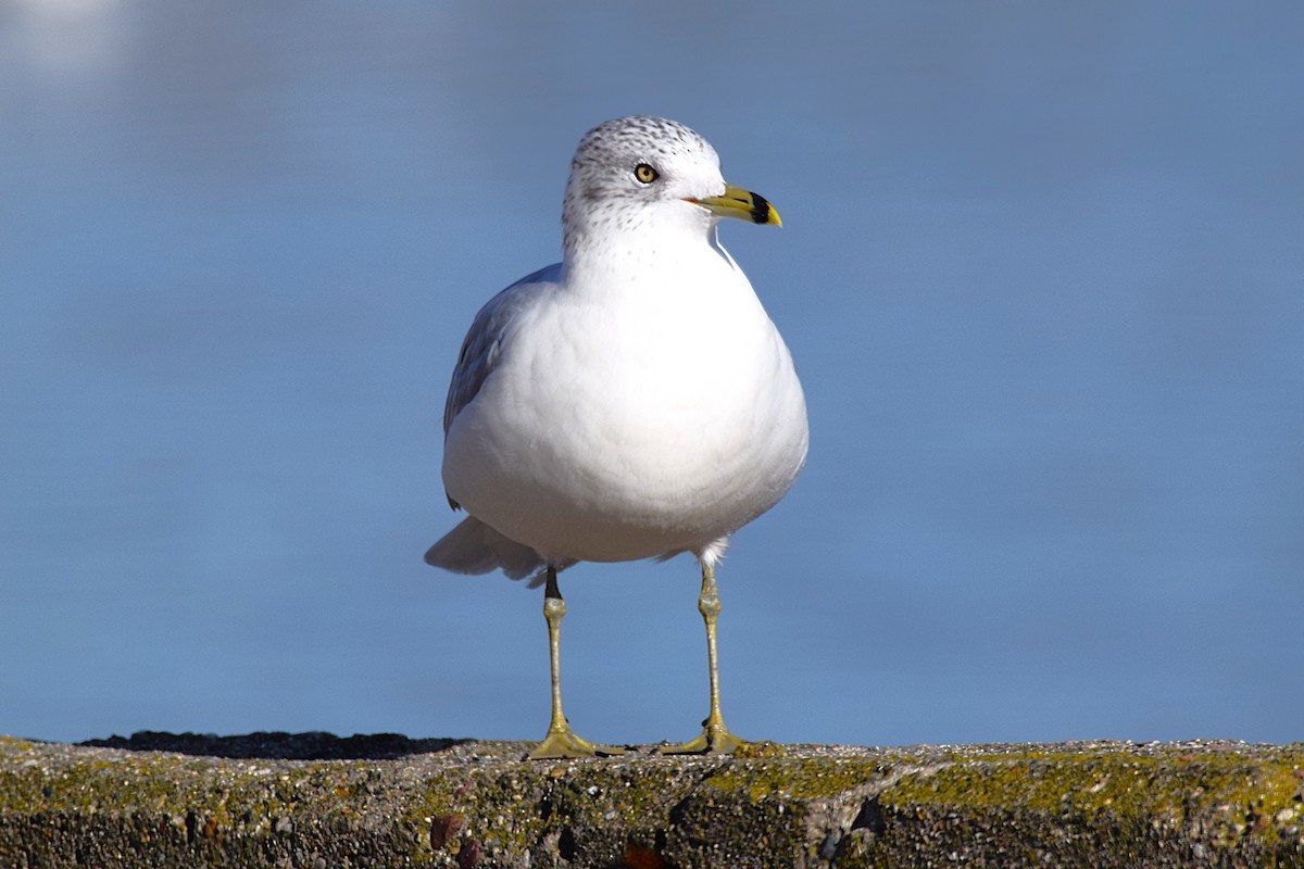 Ring-billed Gull - ML645689025