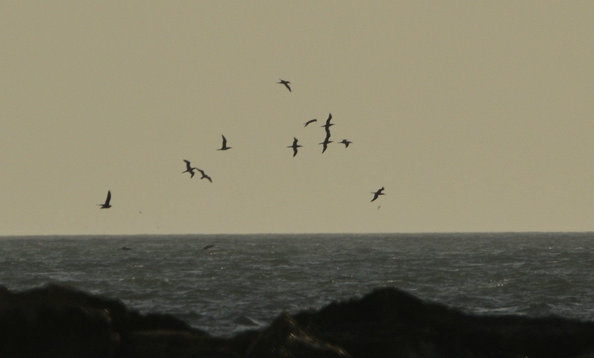 Brown Booby - ML645689027
