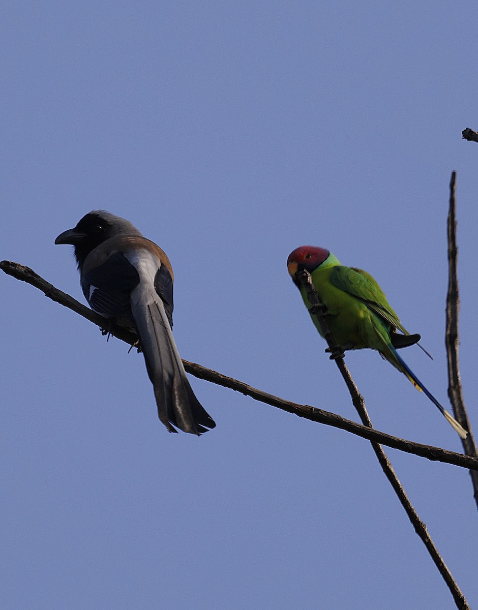 gråskjære - ML645689039