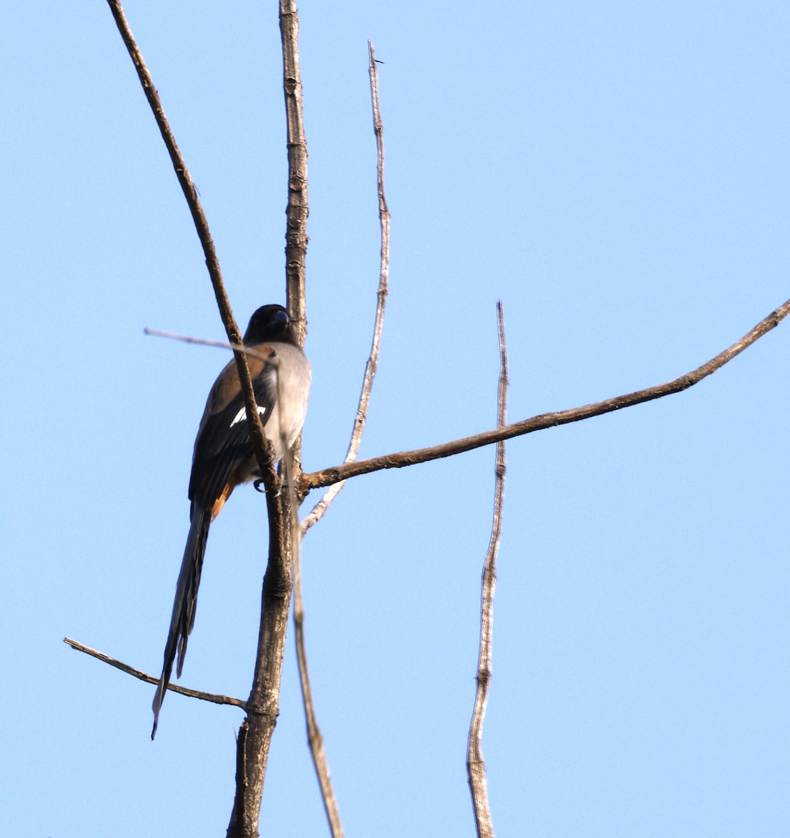 gråskjære - ML645689042