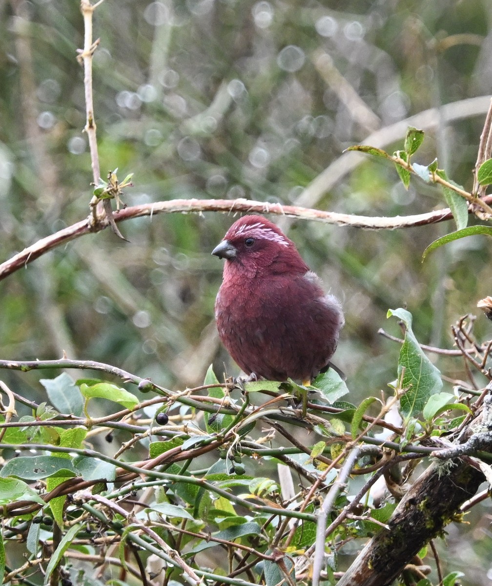 taiwanrosenfink - ML645689046