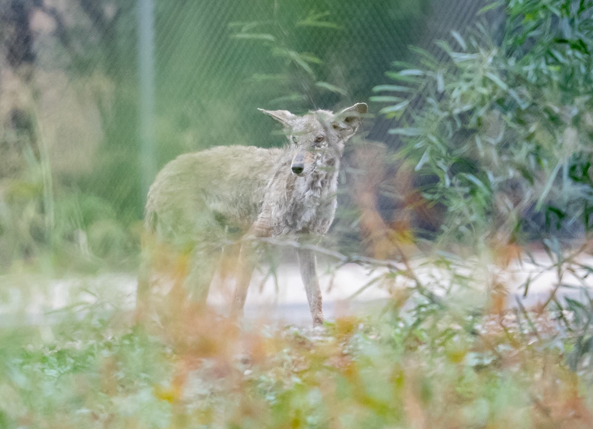 Animals - ML645689048