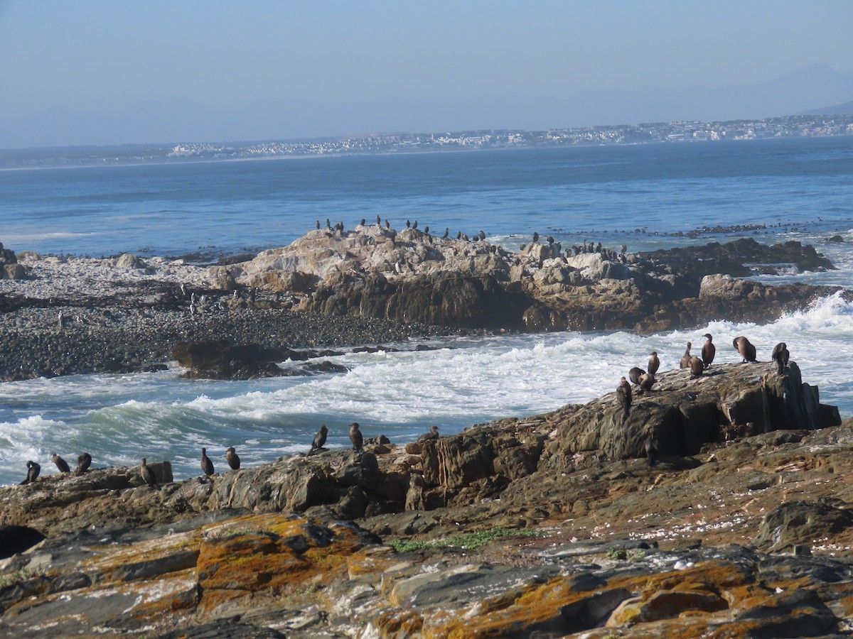 kappskarv - ML645689051