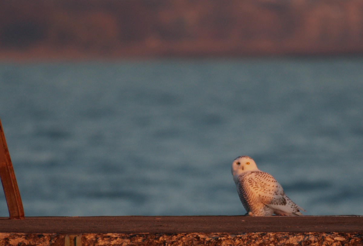 snøugle - ML645689053