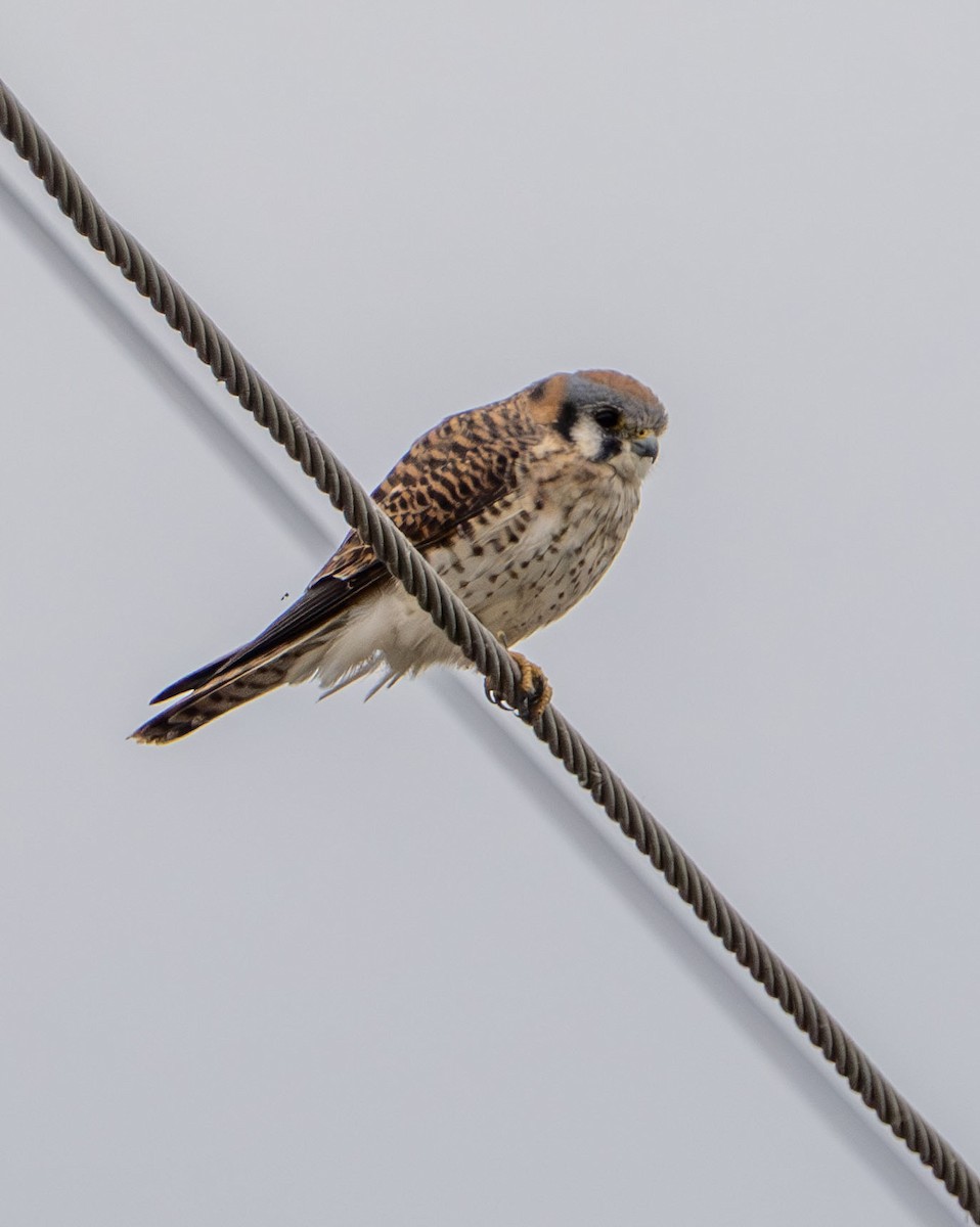 spurvefalk - ML645689054