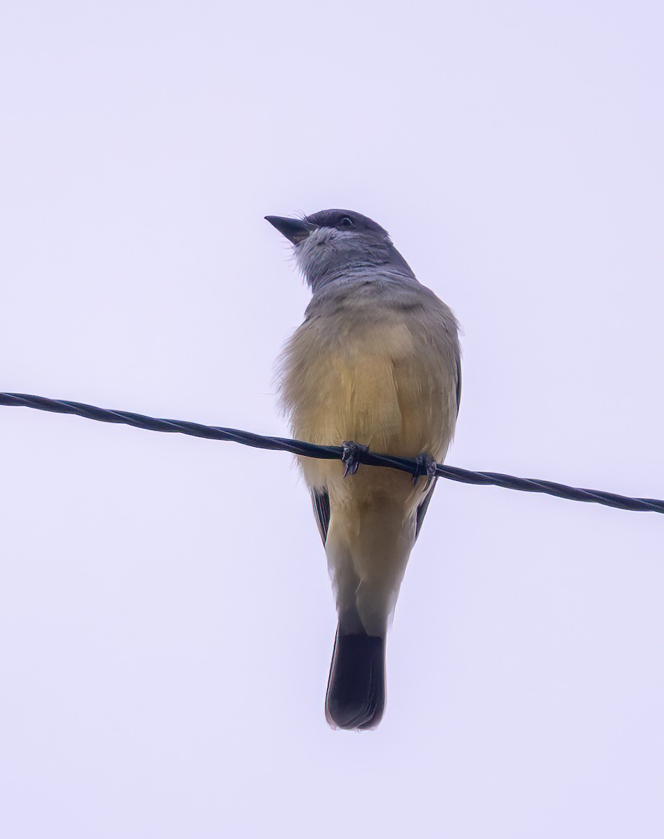 krattkongetyrann - ML645689055