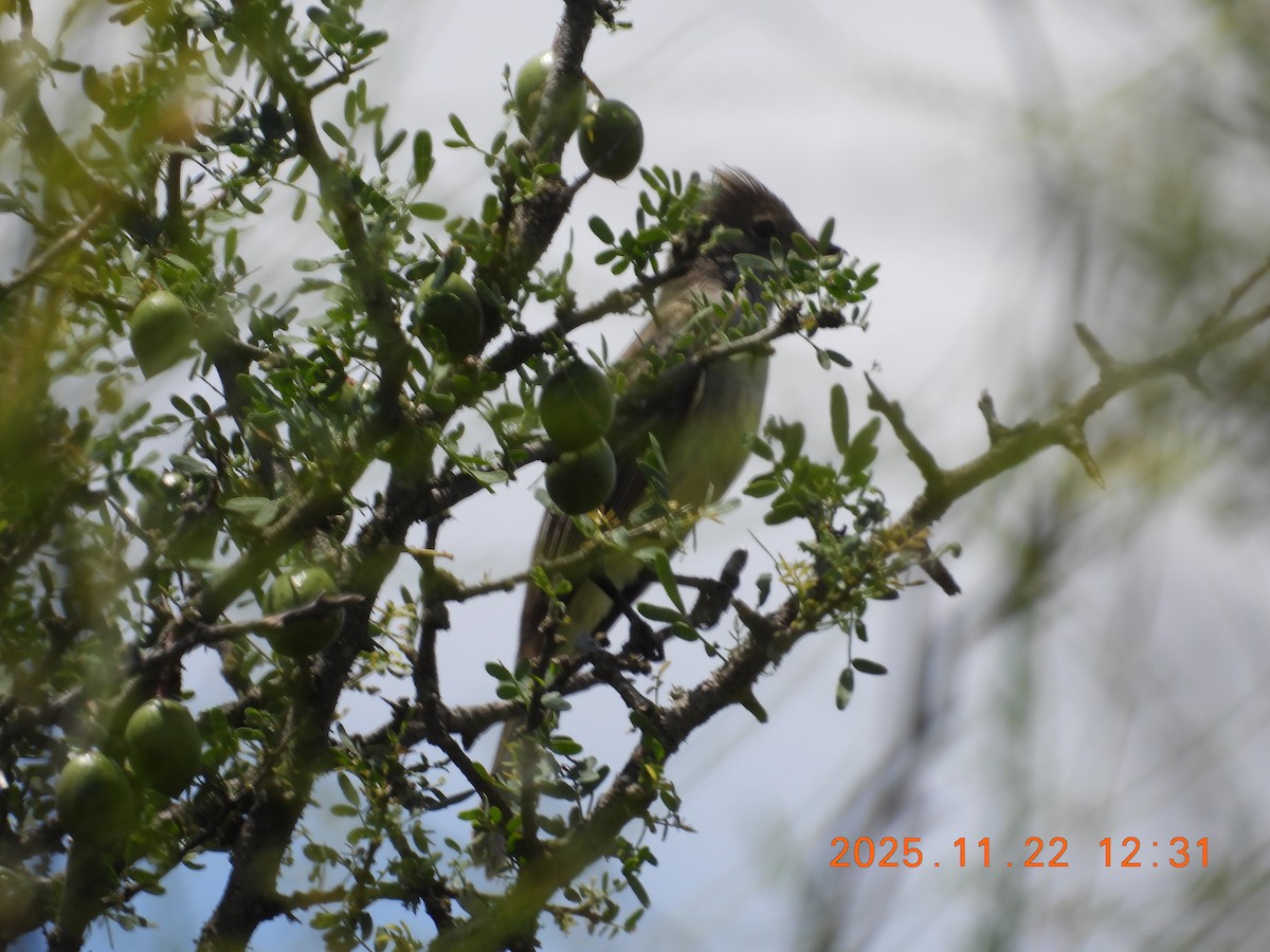 storelenia - ML645689056