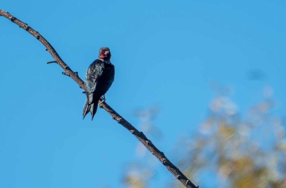 fluesnapperspett - ML645689057