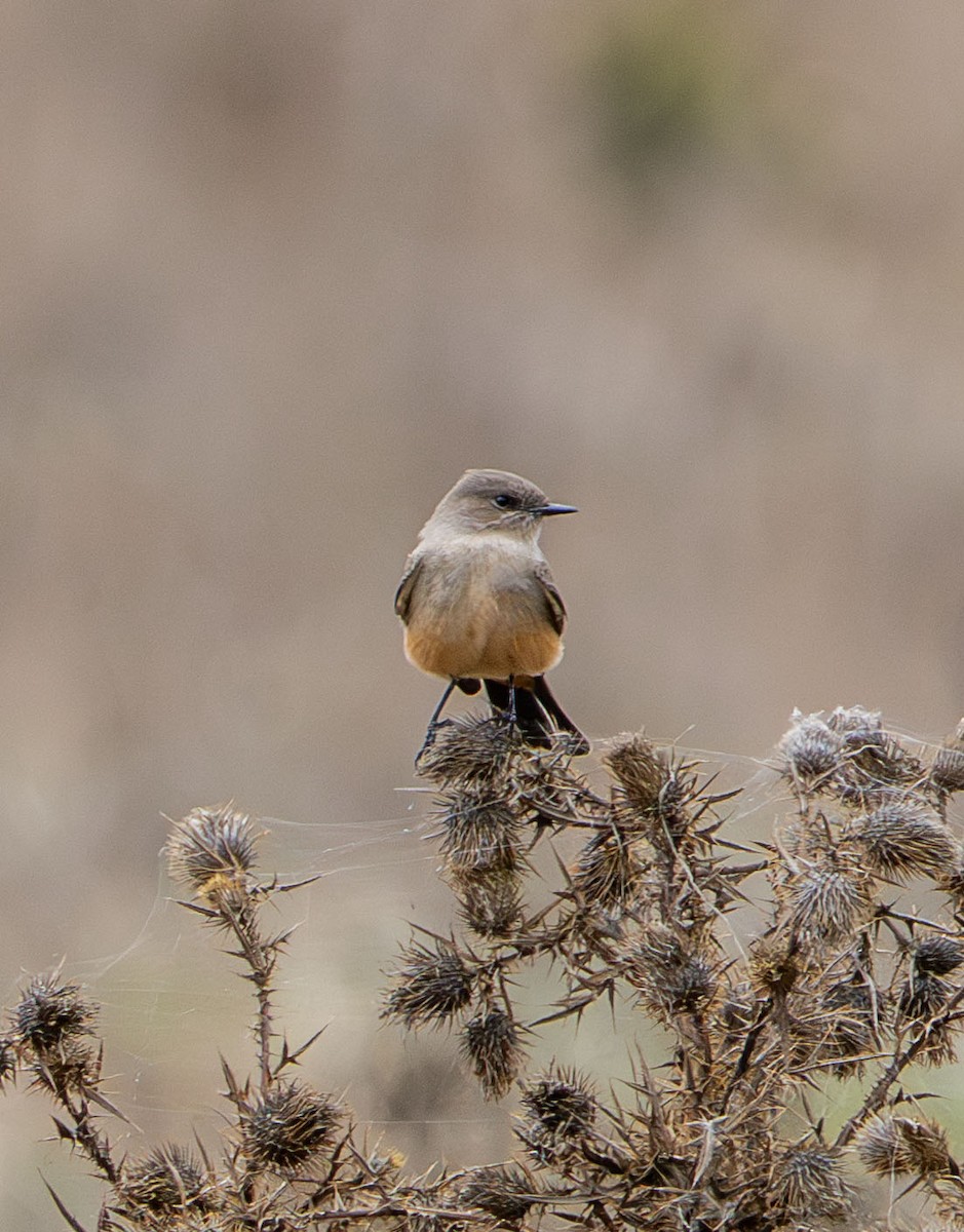 brunfibi - ML645689058