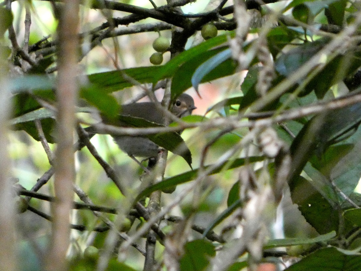 brunkinnskogtrost - ML645689059