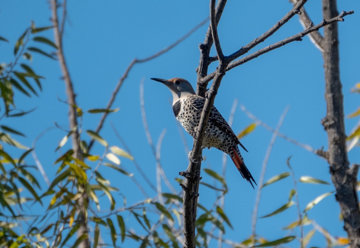 gullspett - ML645689060