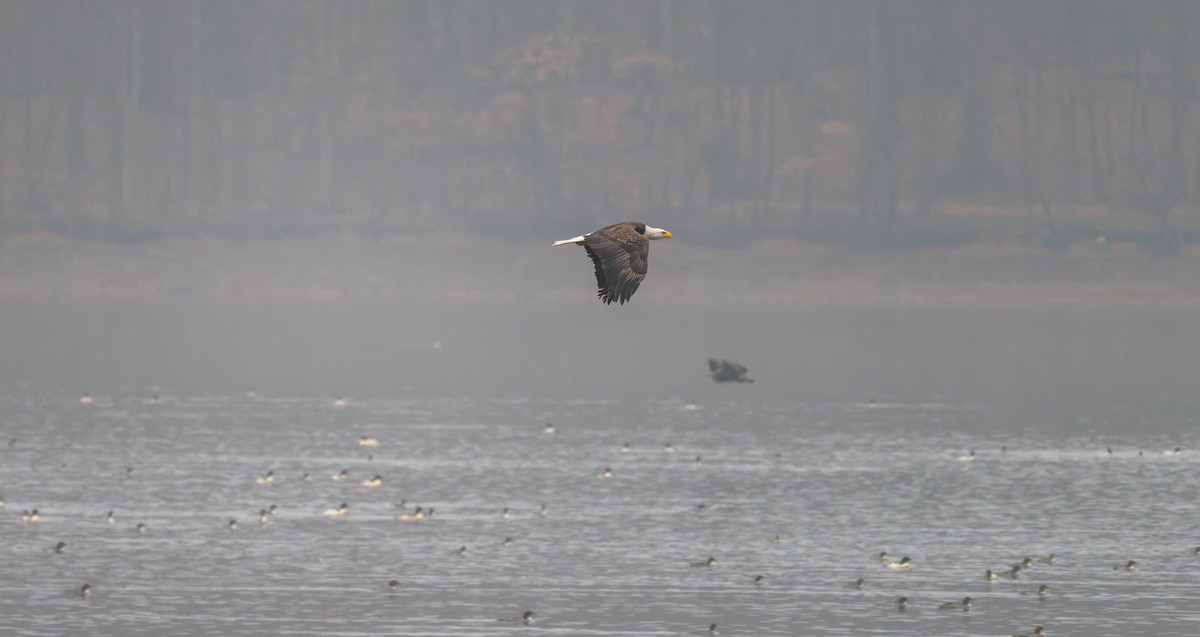 hvithodehavørn - ML645689061