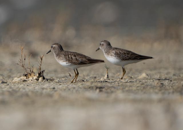 pygmésnipe - ML645689062