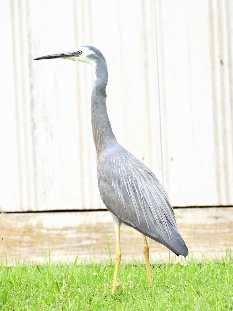 hvitmaskehegre - ML645689063