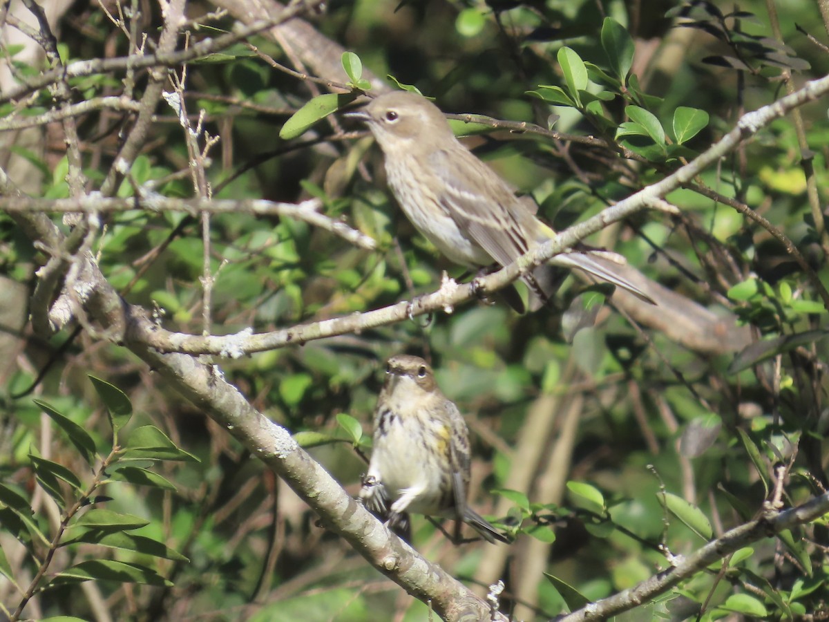 myrteparula - ML645689065