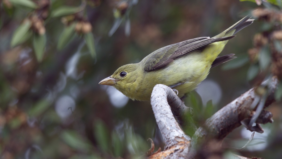 Піранга кармінова - ML645689066