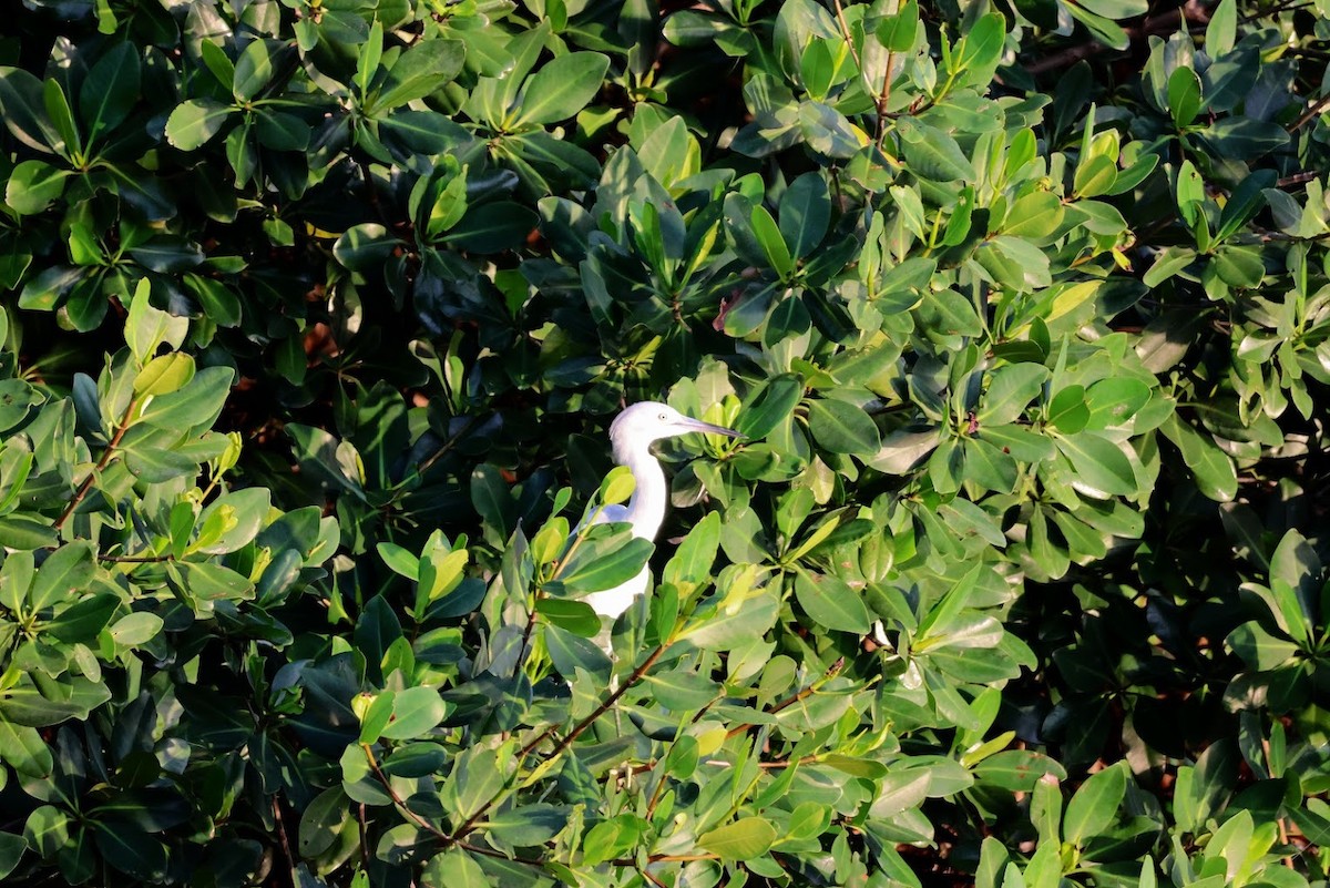 egretthegre - ML645689067