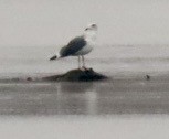Lesser Black-backed Gull - ML645689070