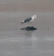 Lesser Black-backed Gull - ML645689071