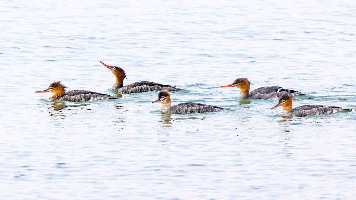 siland - ML645689072