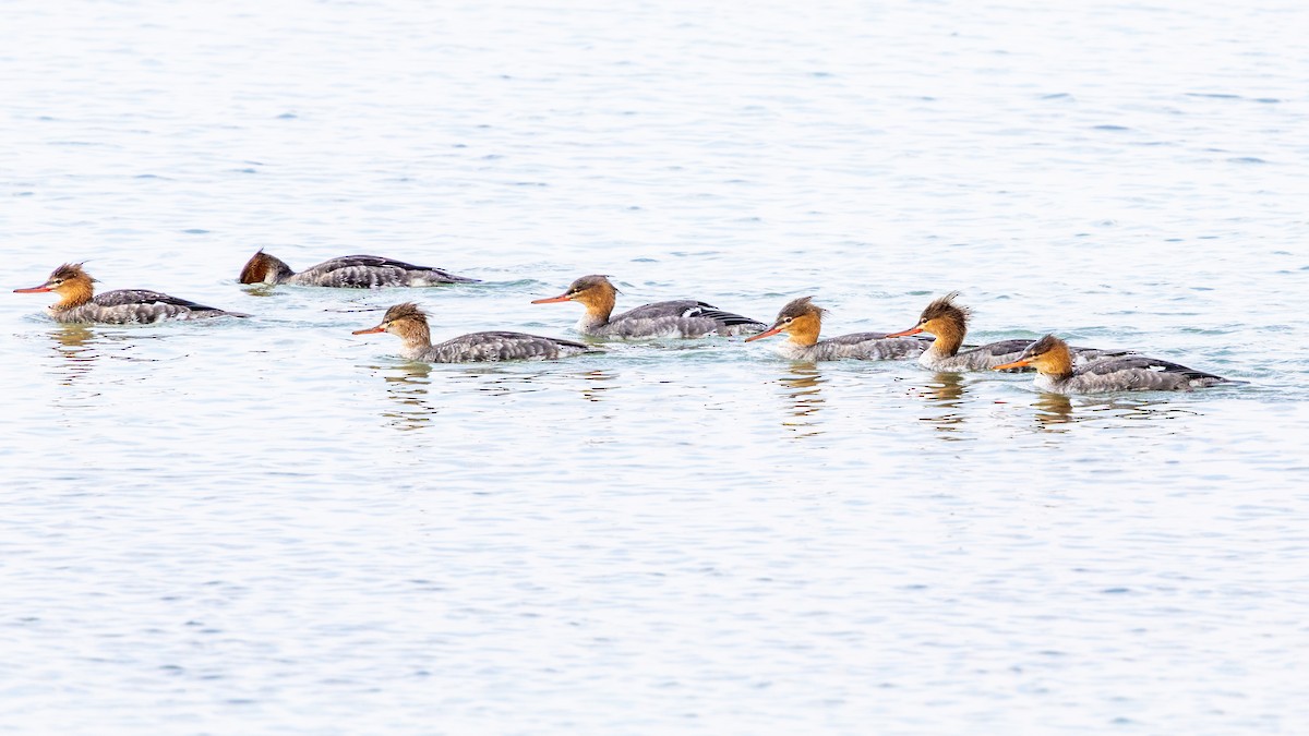 siland - ML645689073