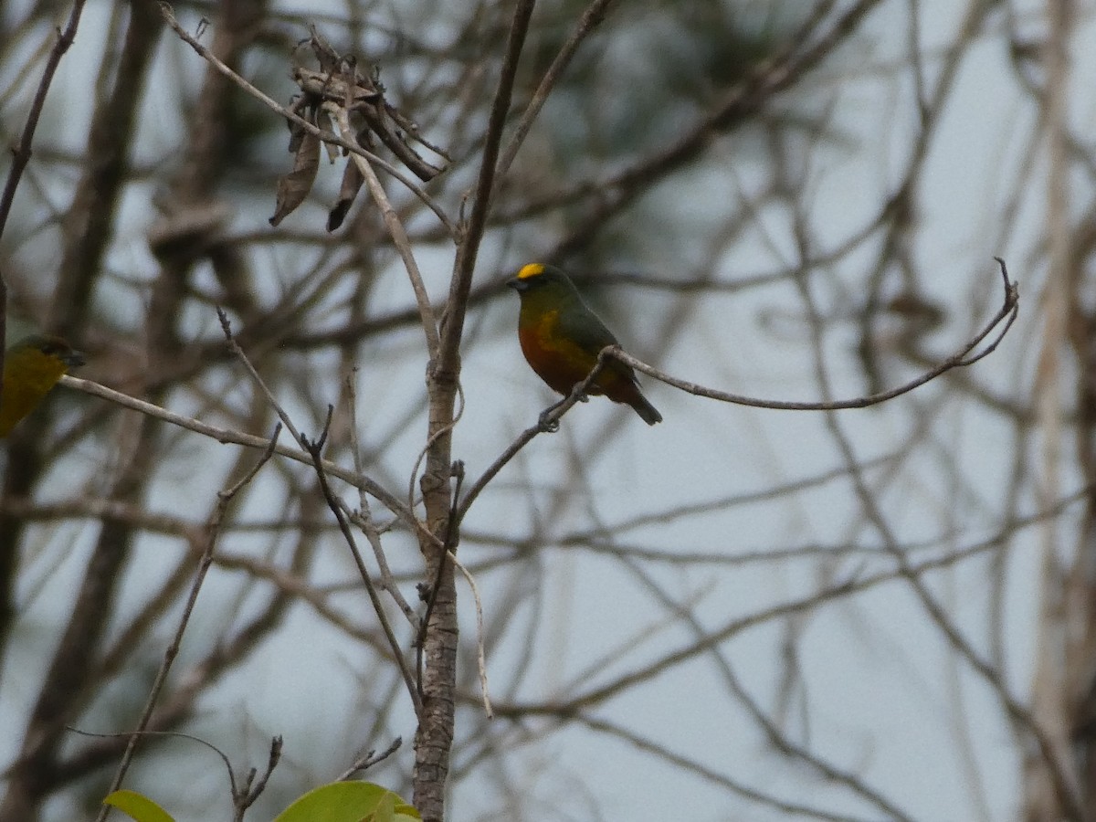 grønneufonia - ML645689078