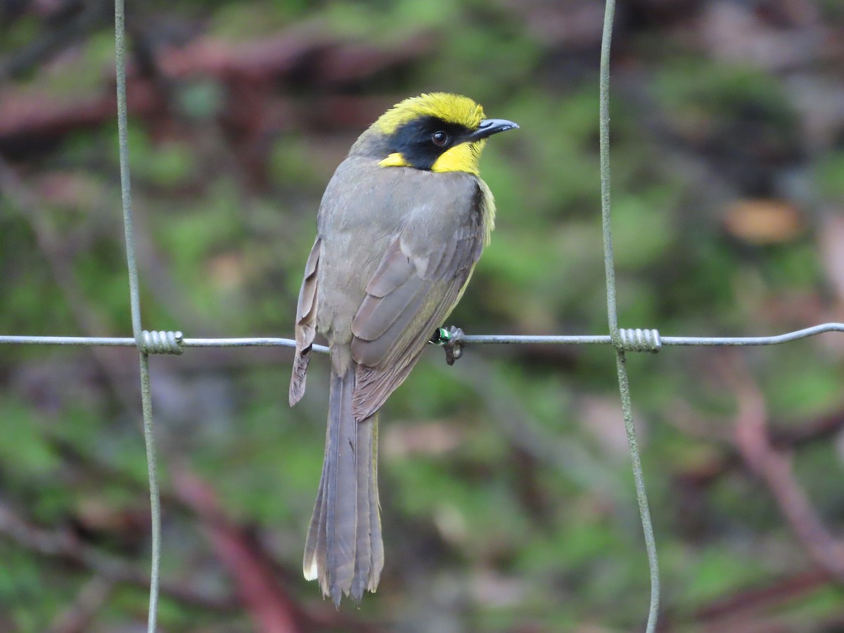 Yellow-tufted Honeyeater - ML645689079