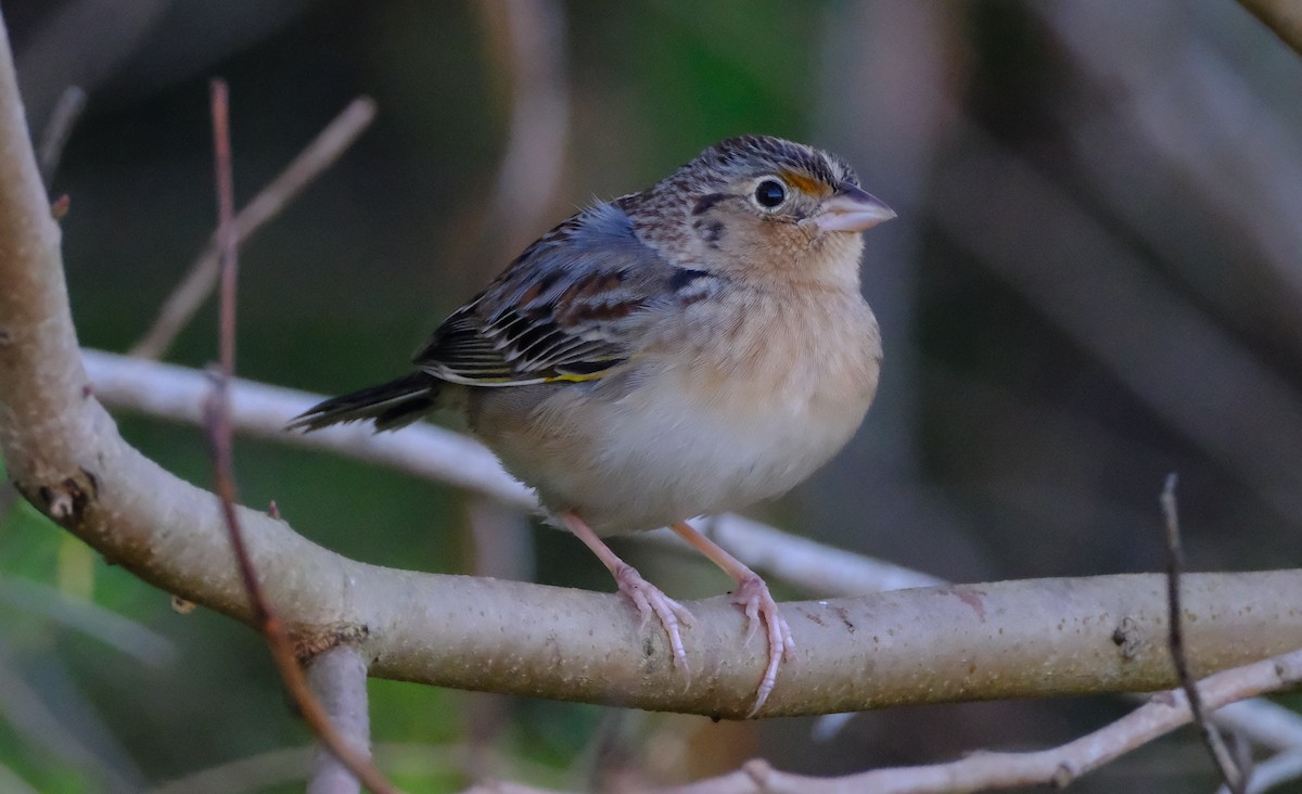 Grasshopper Sparrow - ML645689081