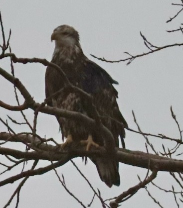 Bald Eagle - ML645689082