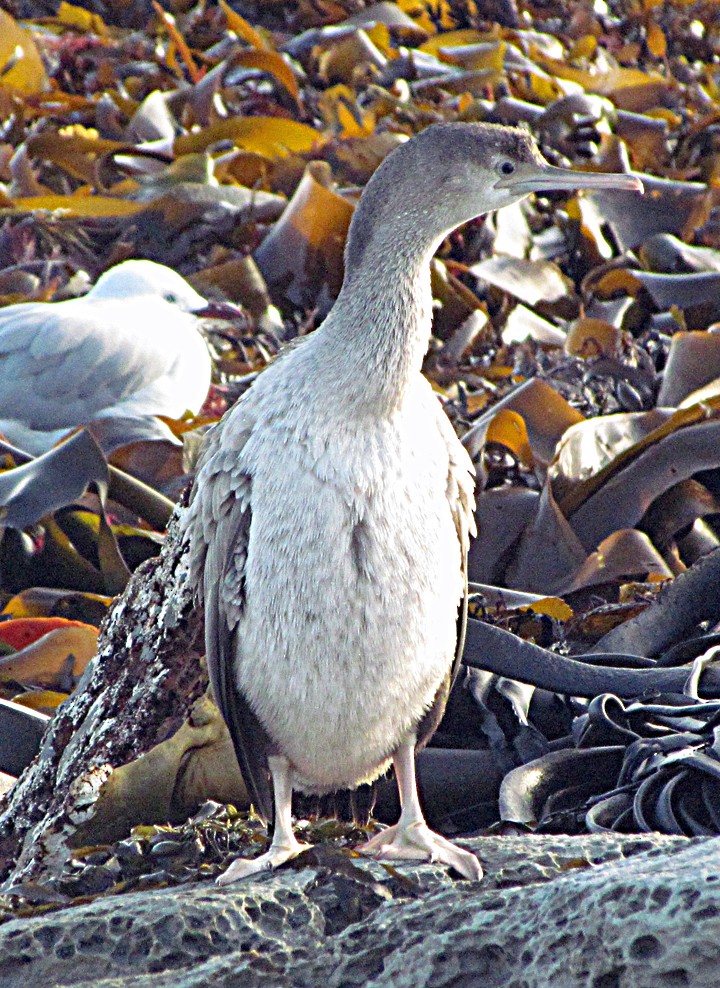 Pied Cormorant - ML645689093