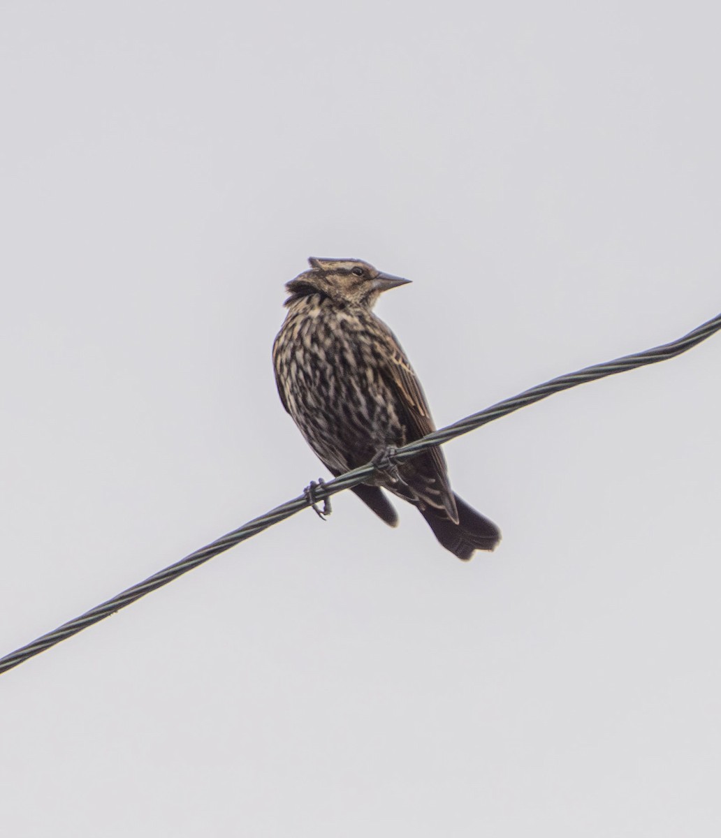 Red-winged Blackbird - ML645689094