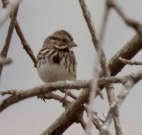 Song Sparrow - ML645689096