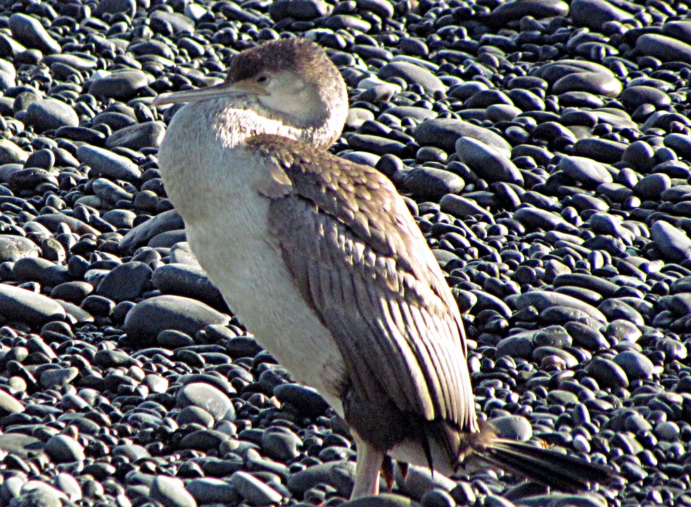 Pied Cormorant - ML645689098