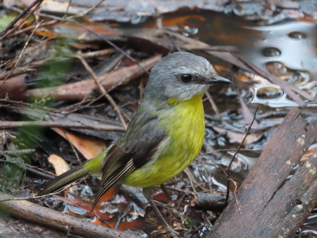 lejsčík žlutý - ML645689101