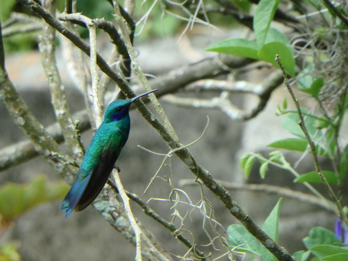 fiolørekolibri - ML645689105