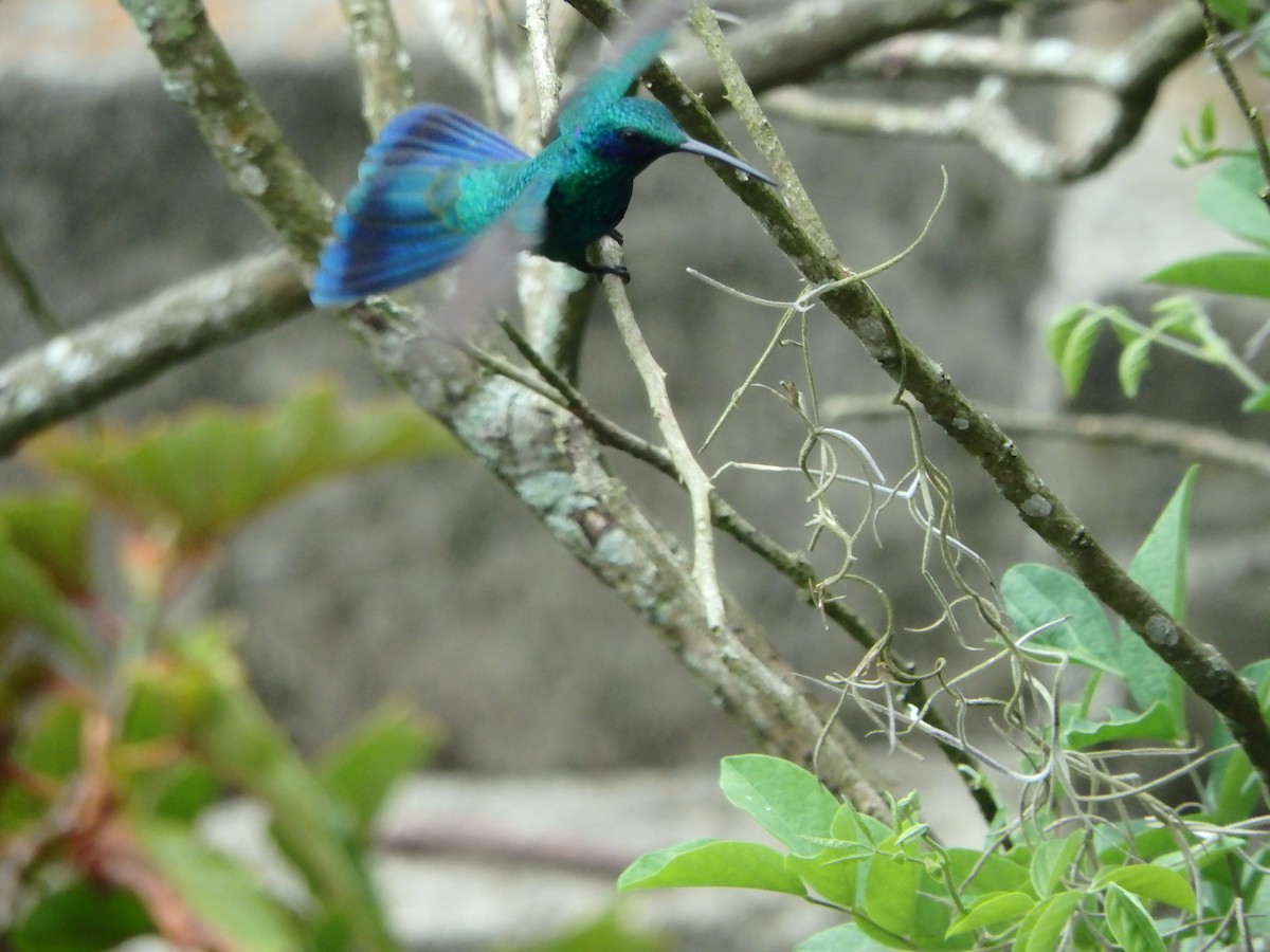 fiolørekolibri - ML645689109