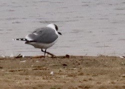 Franklin's Gull - ML645689112