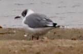 Franklin's Gull - ML645689113