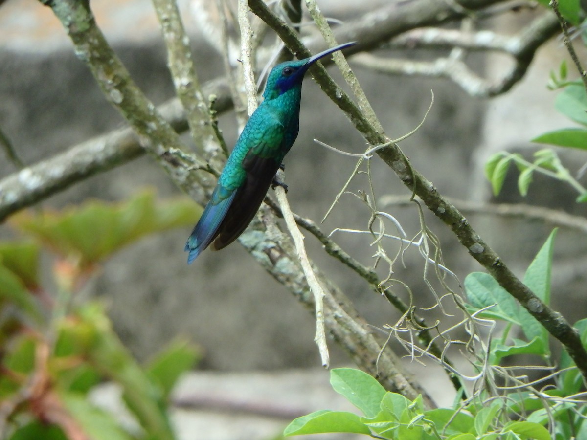 fiolørekolibri - ML645689115