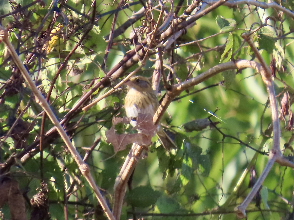 nålstjertspurv - ML645689123