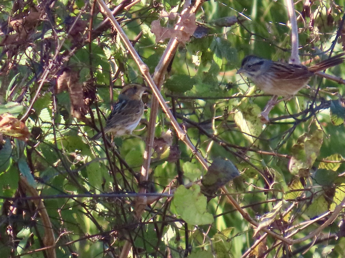 nålstjertspurv - ML645689124