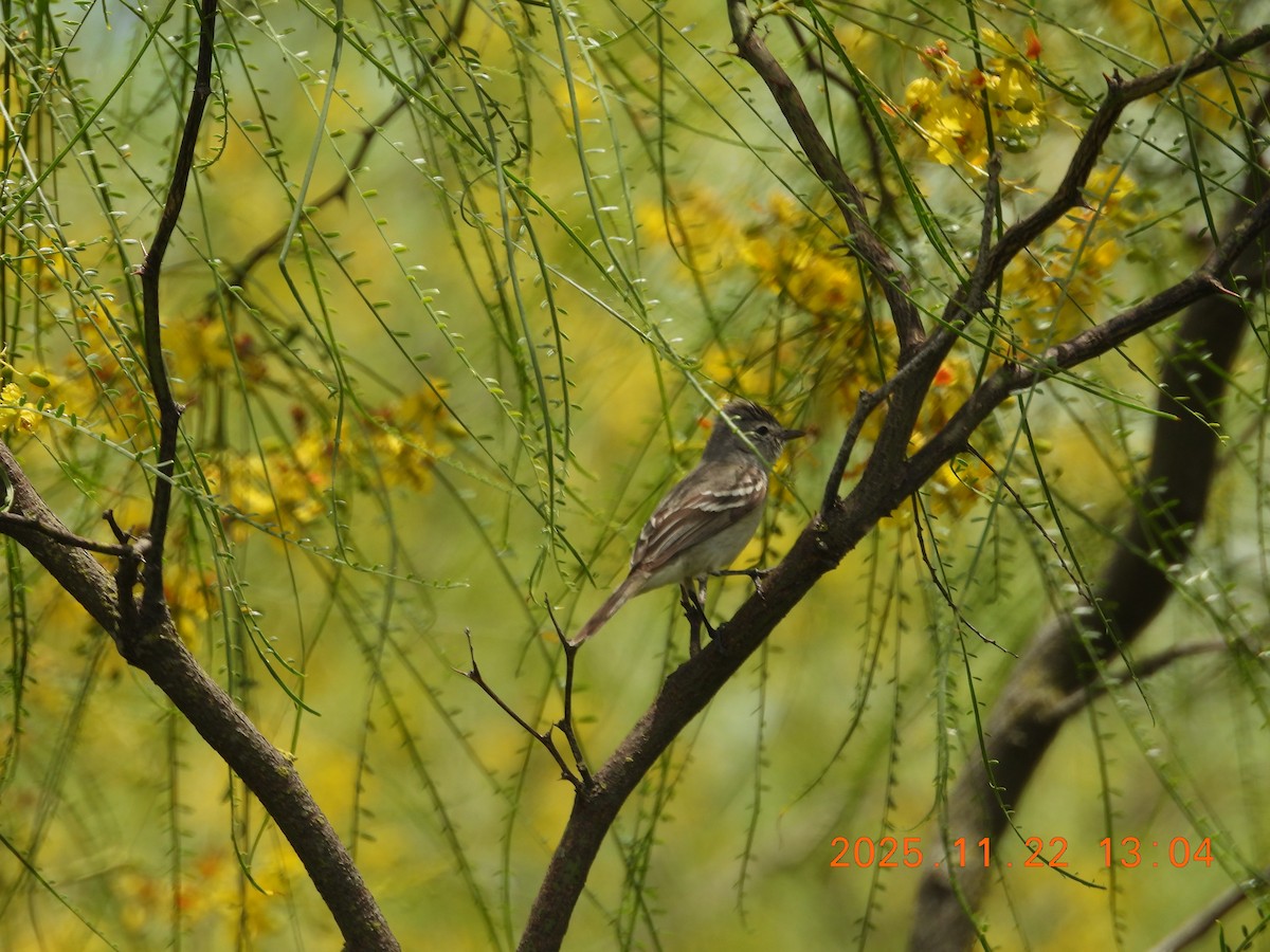 Southern Scrub-Flycatcher - ML645689138