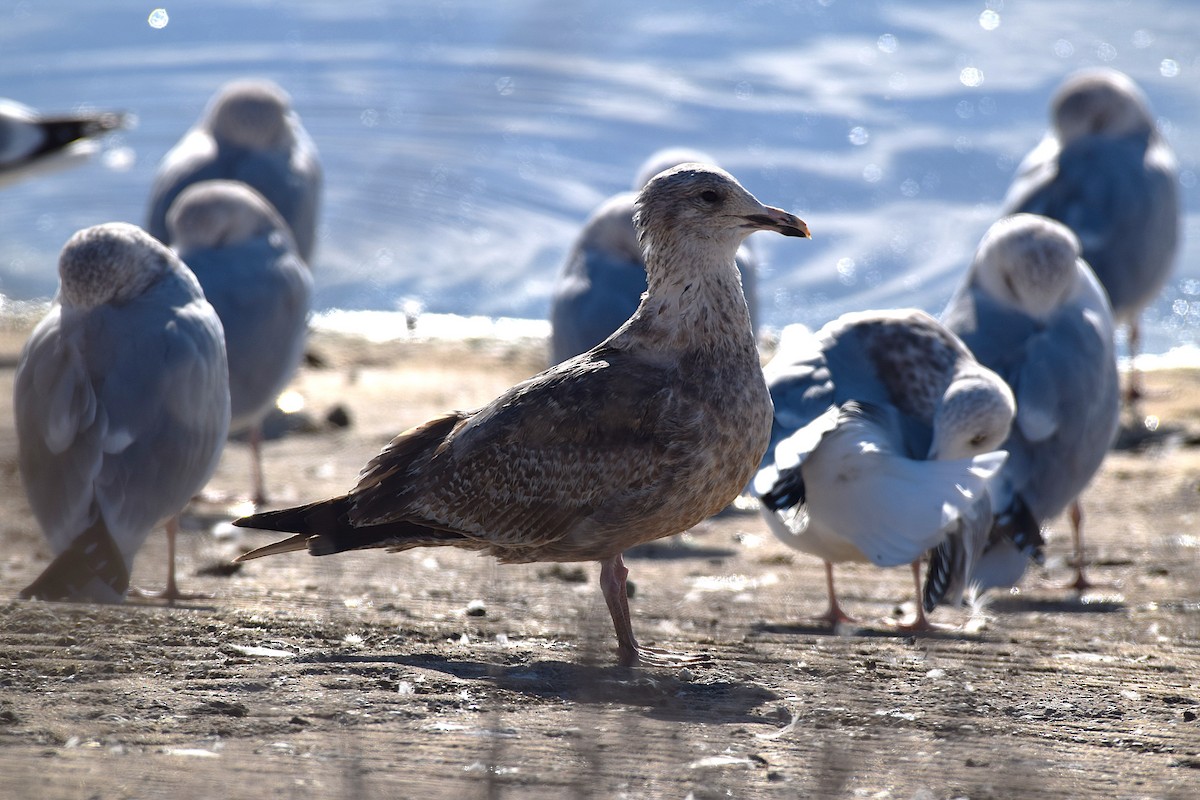 American Herring Gull - ML645689139
