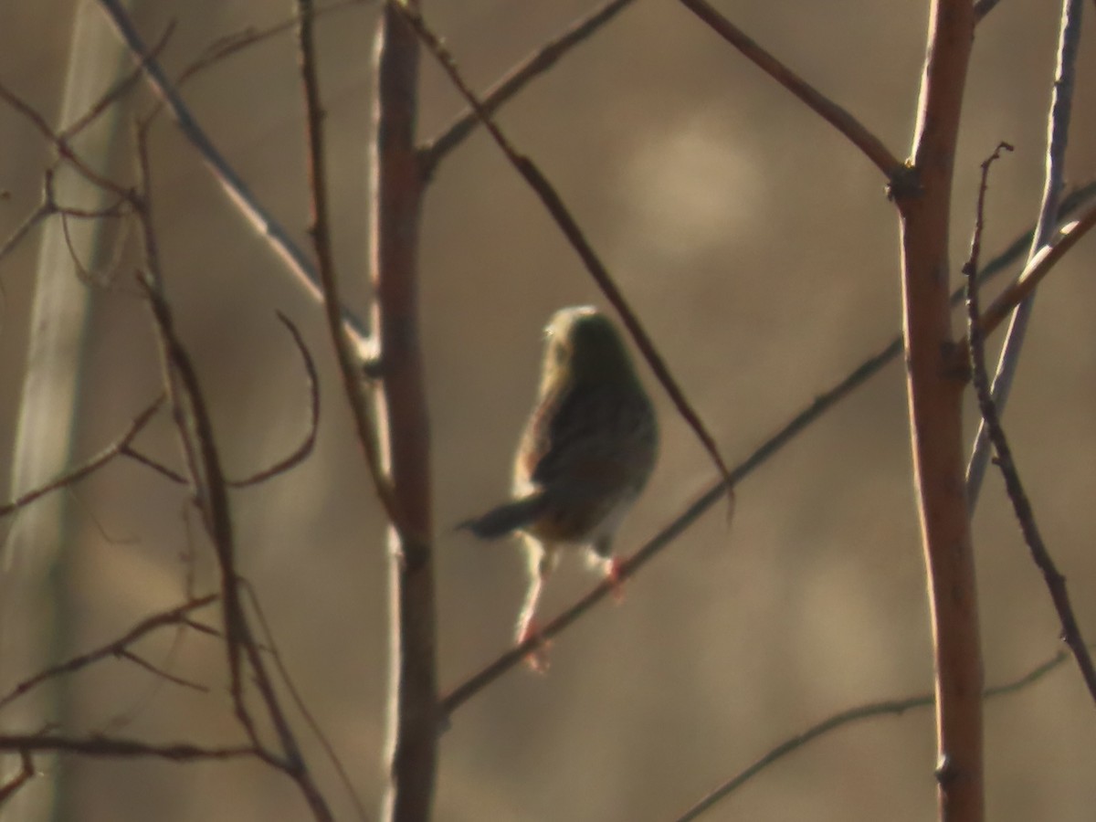 ヘンスローヒメドリ - ML645689141