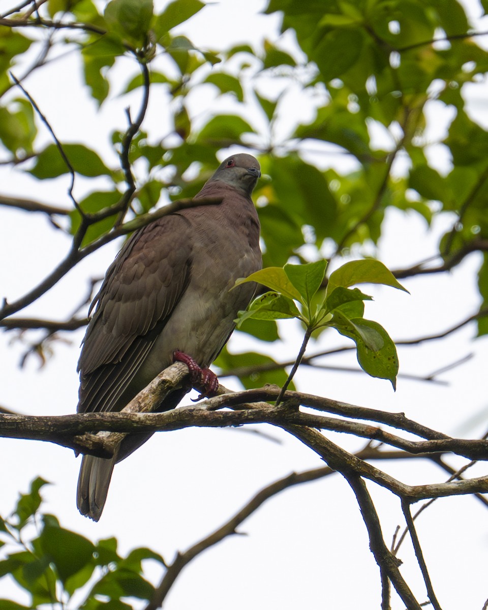 Paloma Colorada - ML645689143