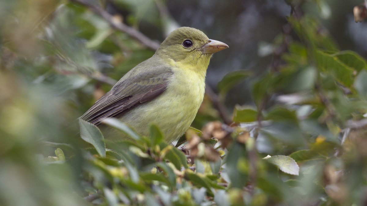 Піранга кармінова - ML645689145