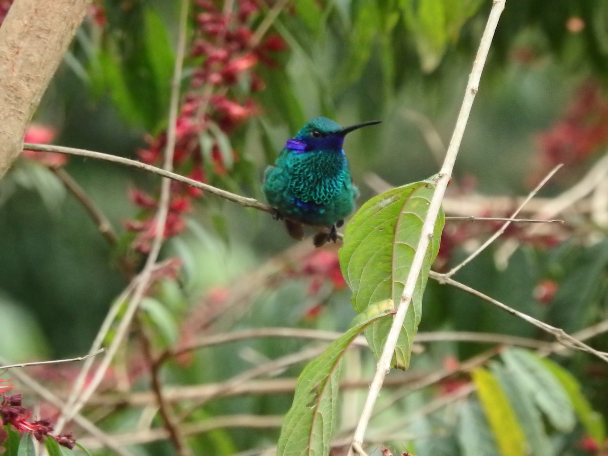 fiolørekolibri - ML645689146