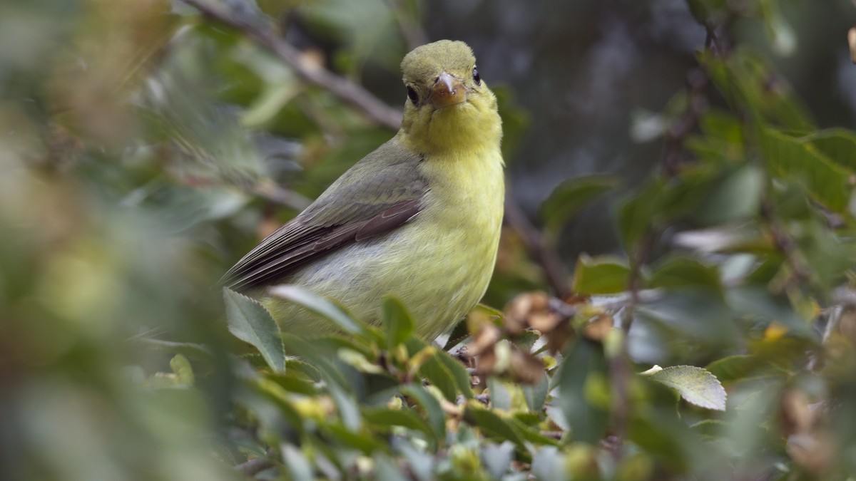 Піранга кармінова - ML645689147